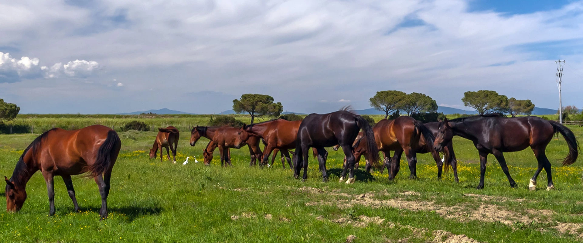 New Forest And Hampshire County Show